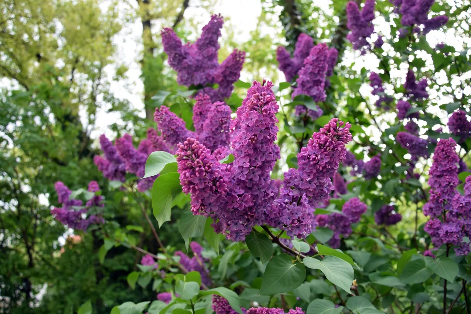 32-facts-about-lilac