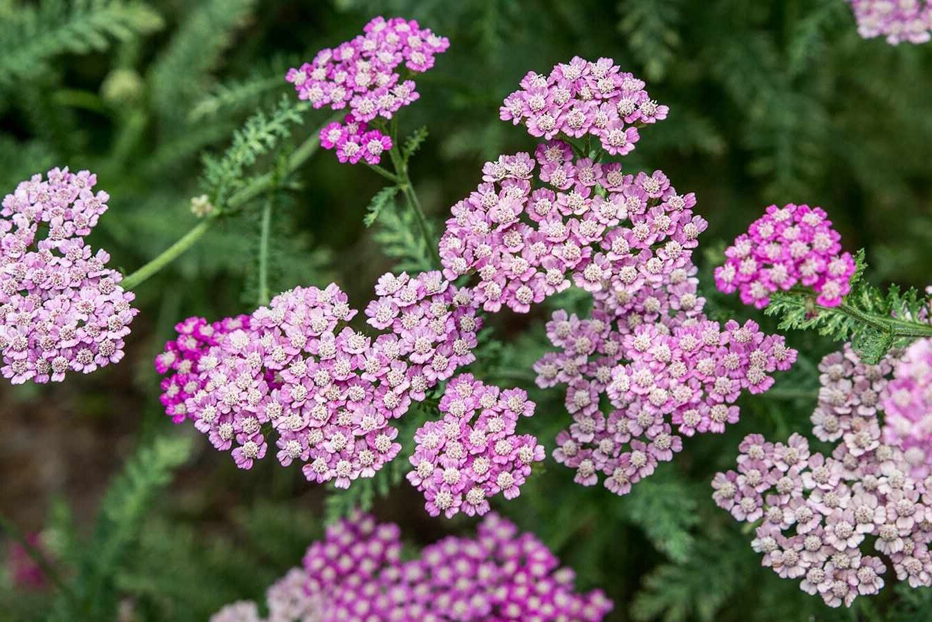 32-facts-about-yarrow