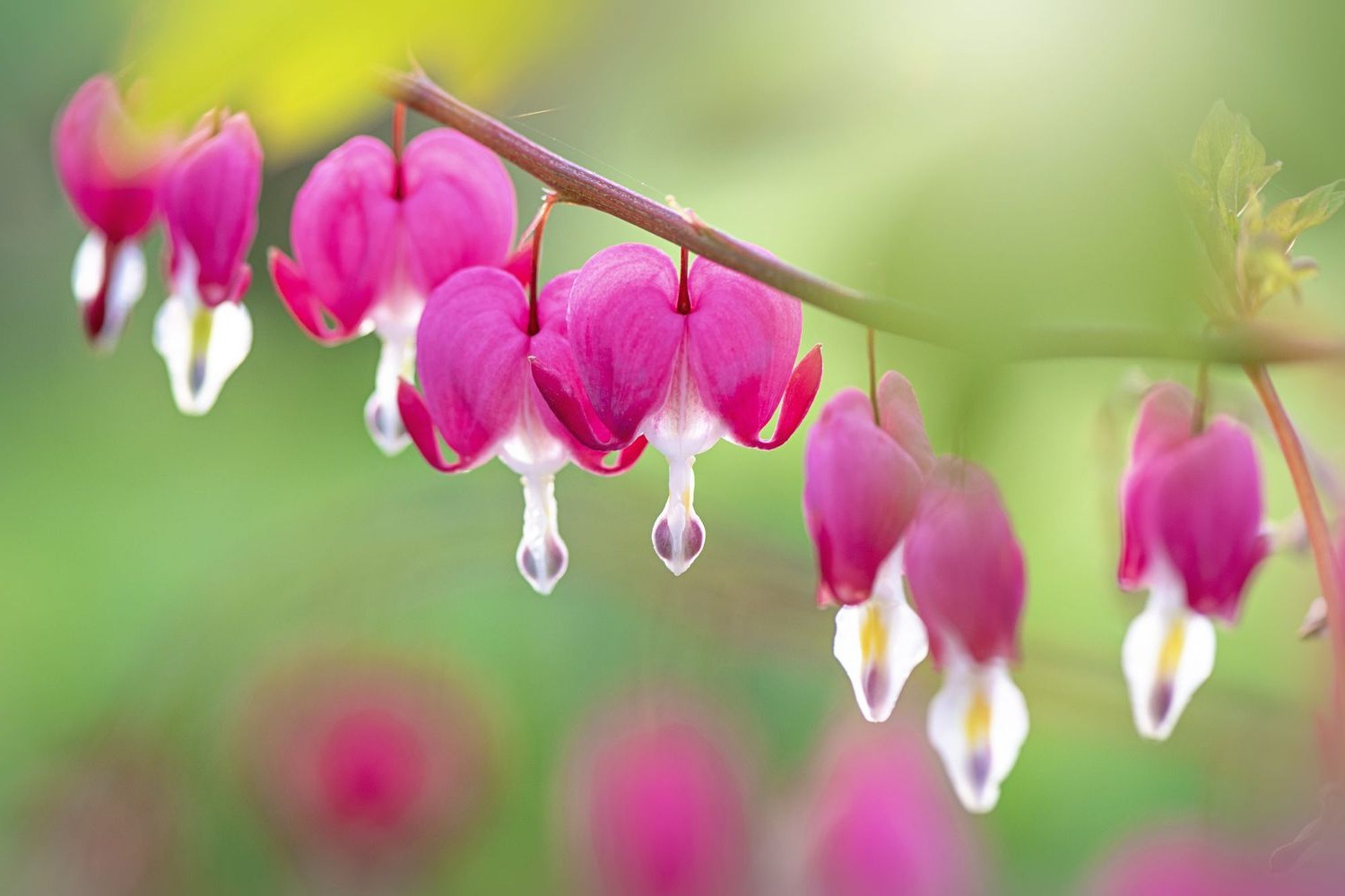 33-facts-about-bleeding-heart