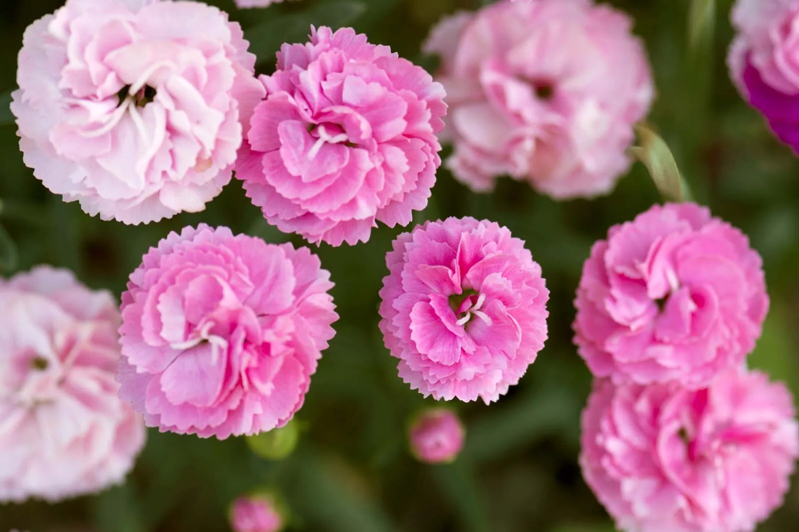 34-facts-about-carnation