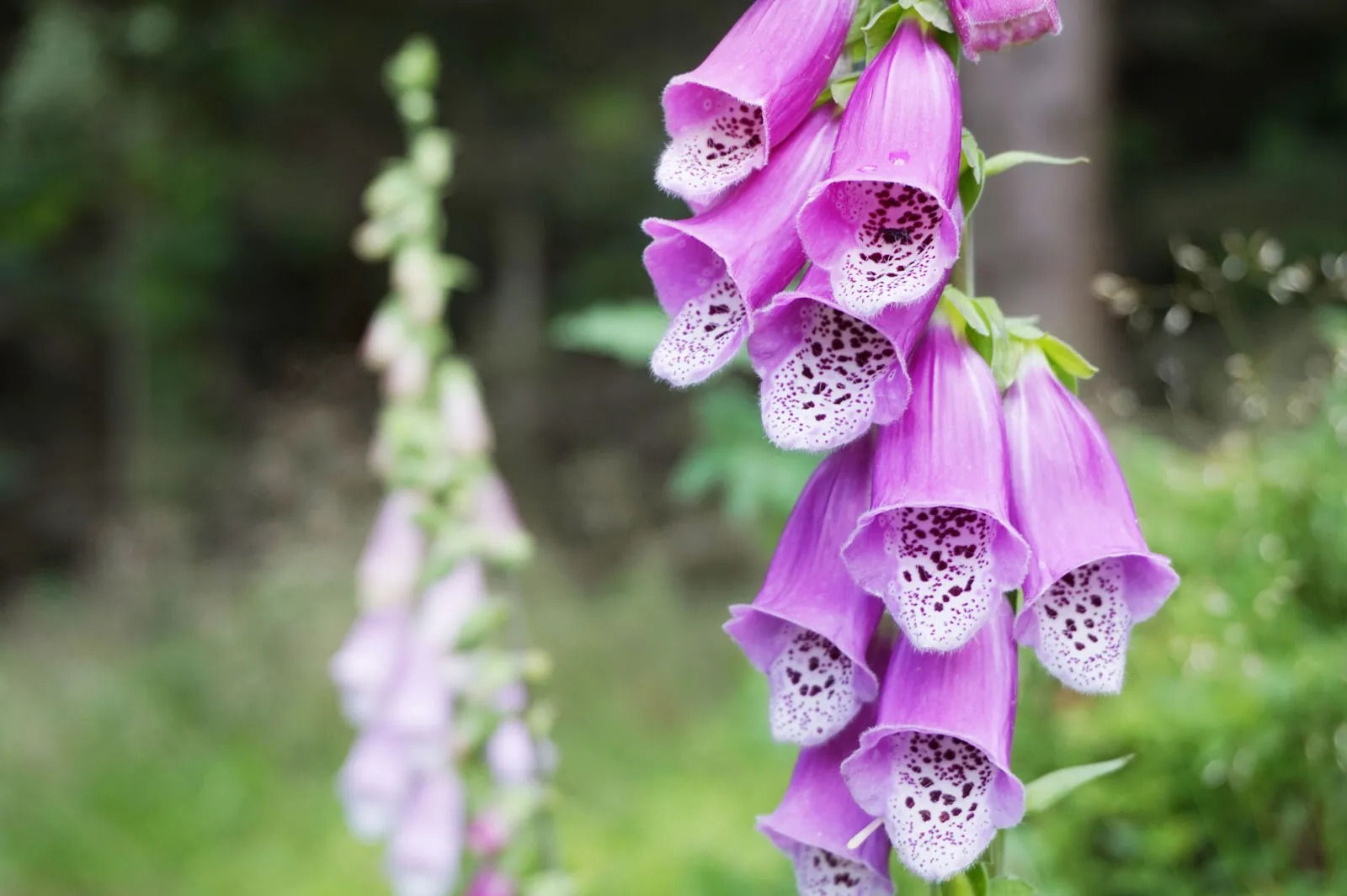 34-facts-about-foxglove