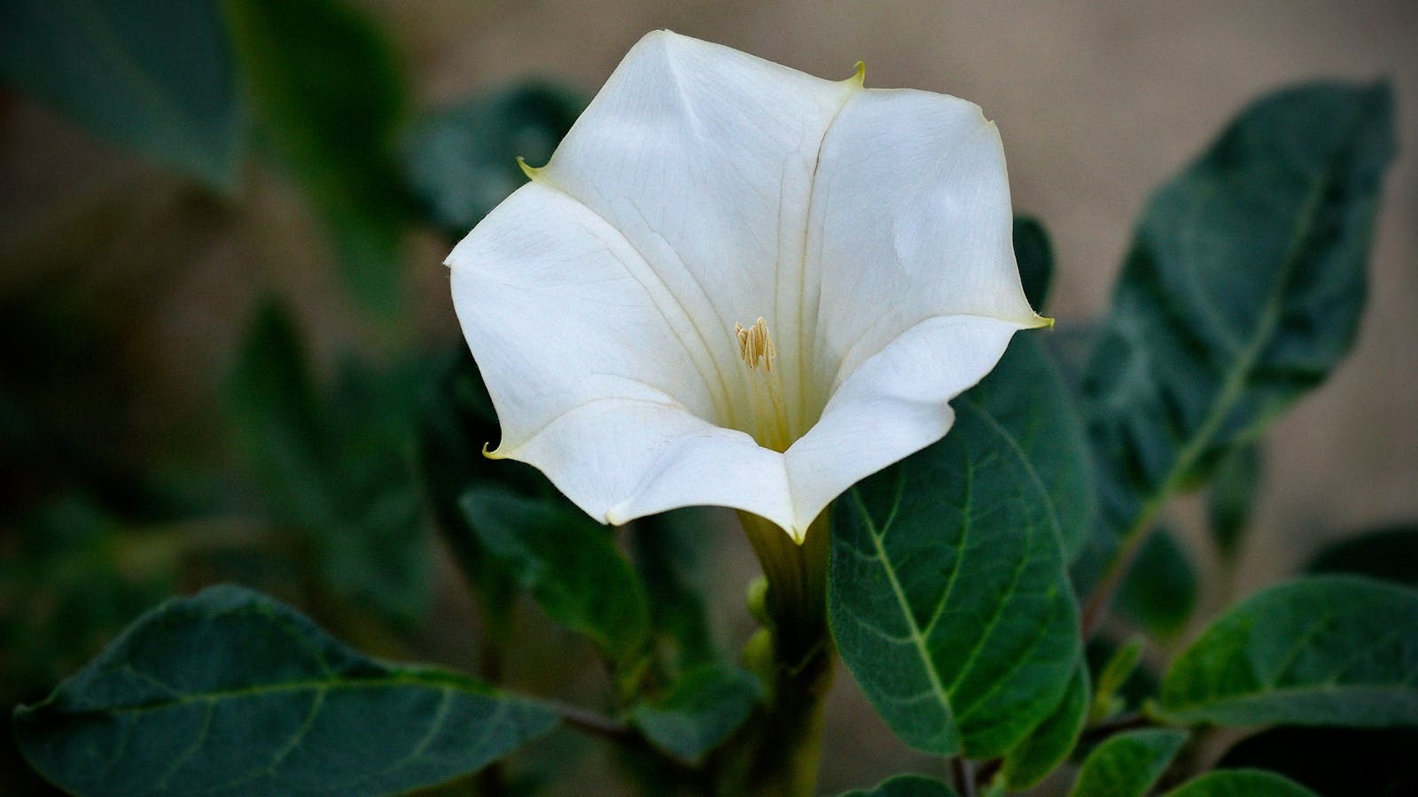 34-facts-about-moonflower