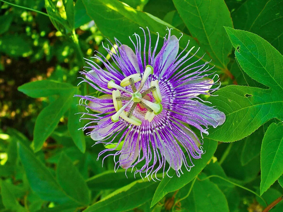 34-facts-about-passionflower