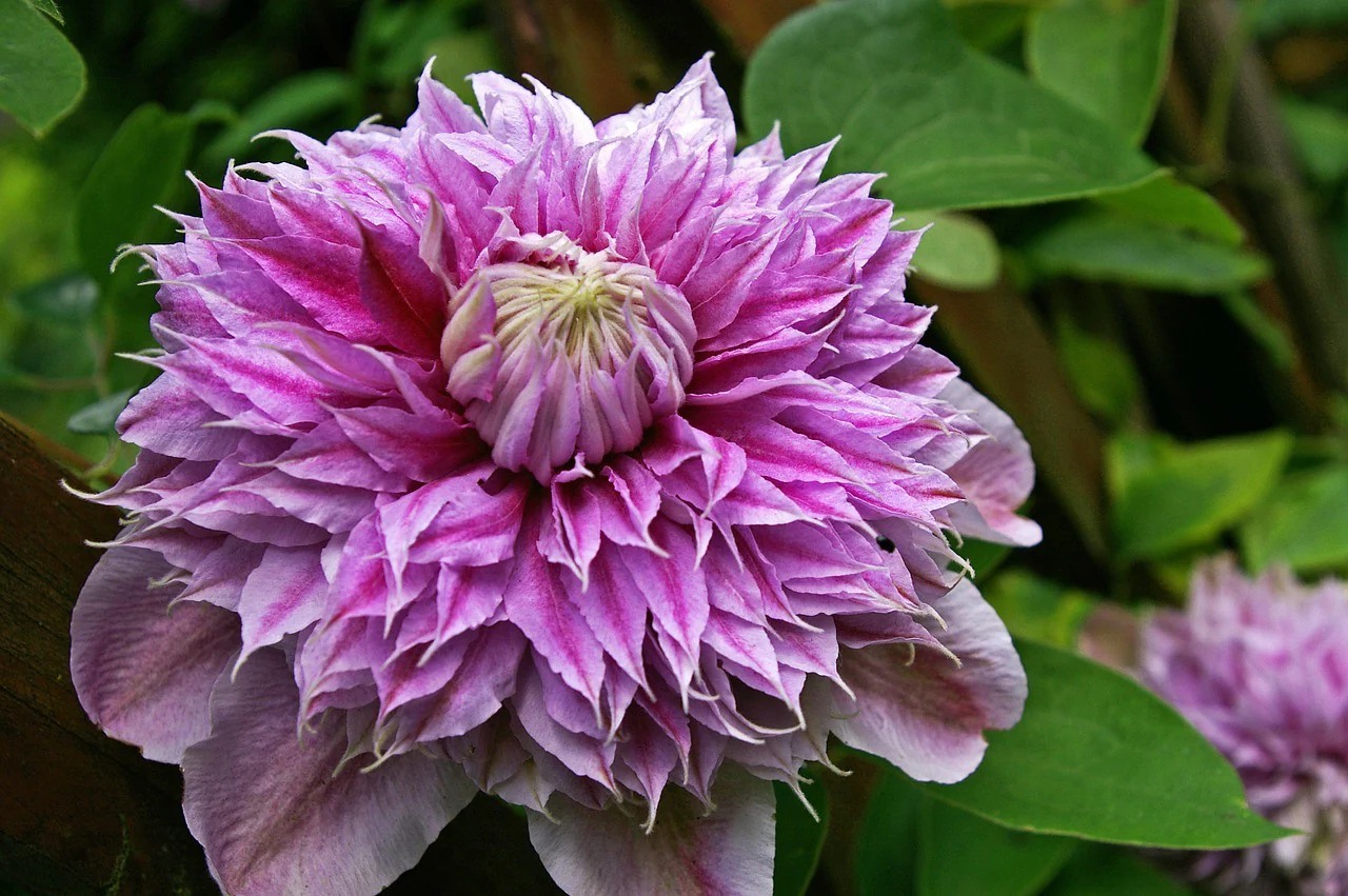 35-facts-about-clematis