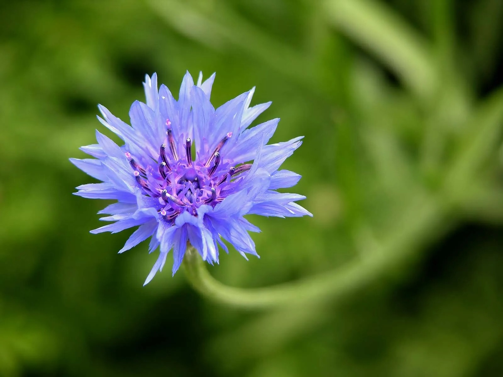 35-facts-about-cornflower