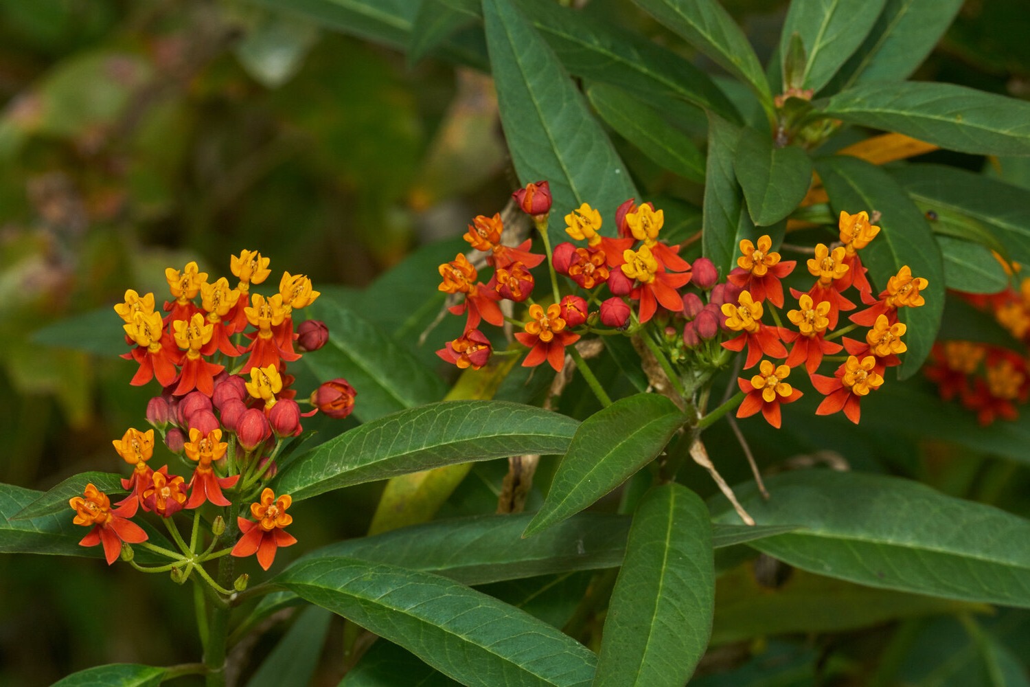 35-facts-about-milkweed