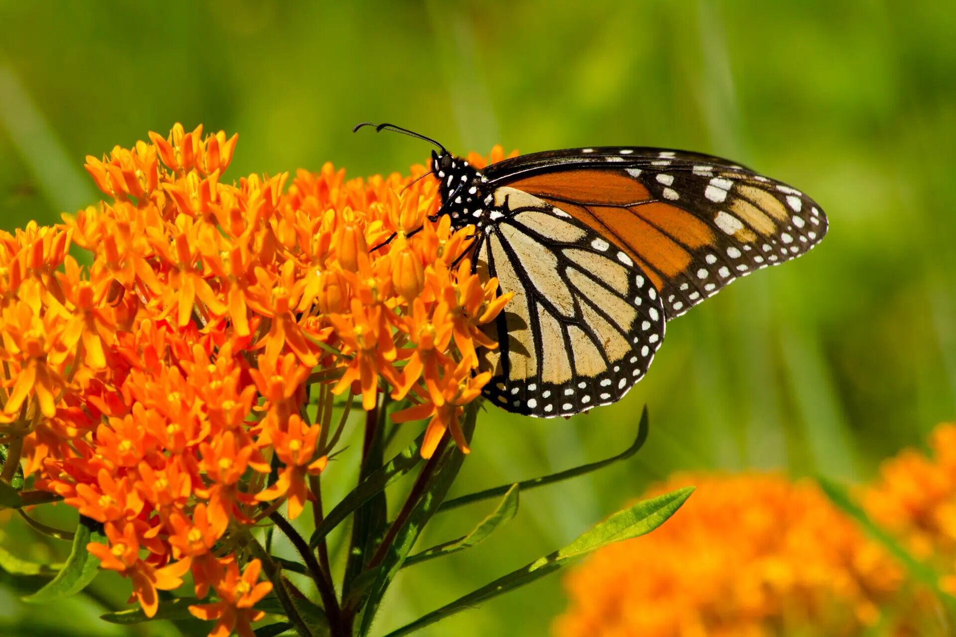 36-facts-about-butterfly-weed