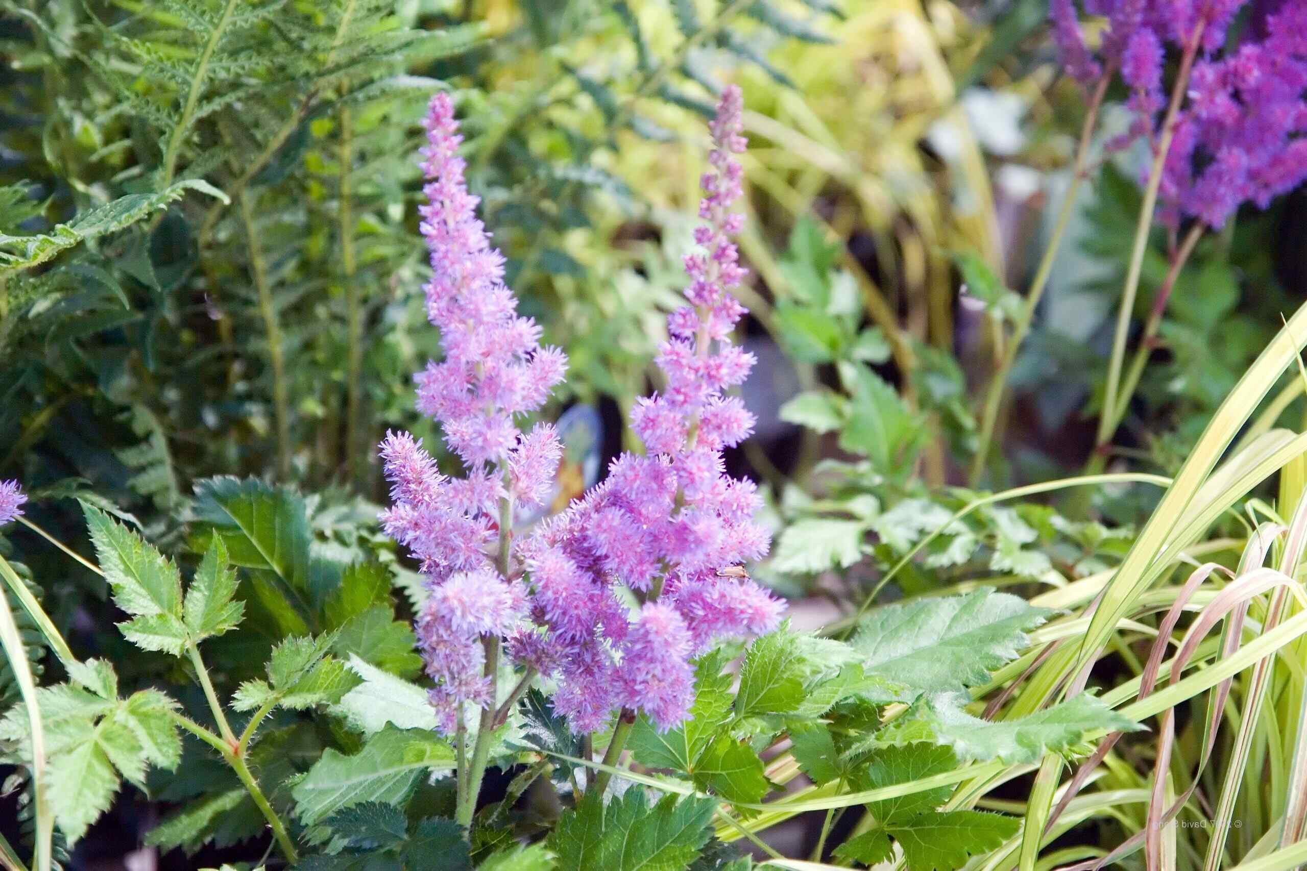 37-facts-about-astilbe