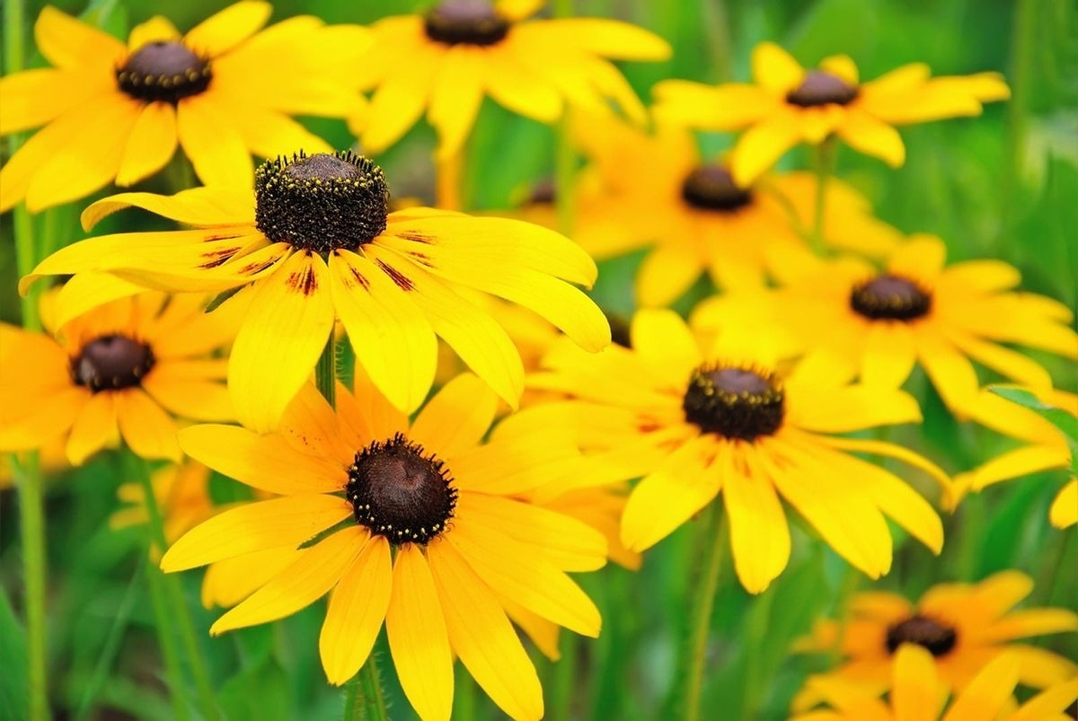 38-facts-about-black-eyed-susan