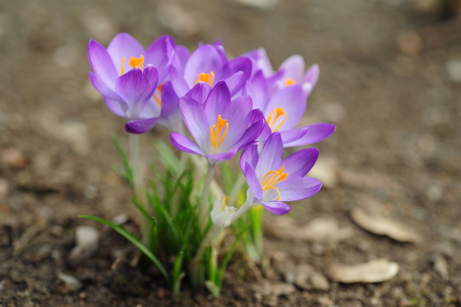 38-facts-about-crocus