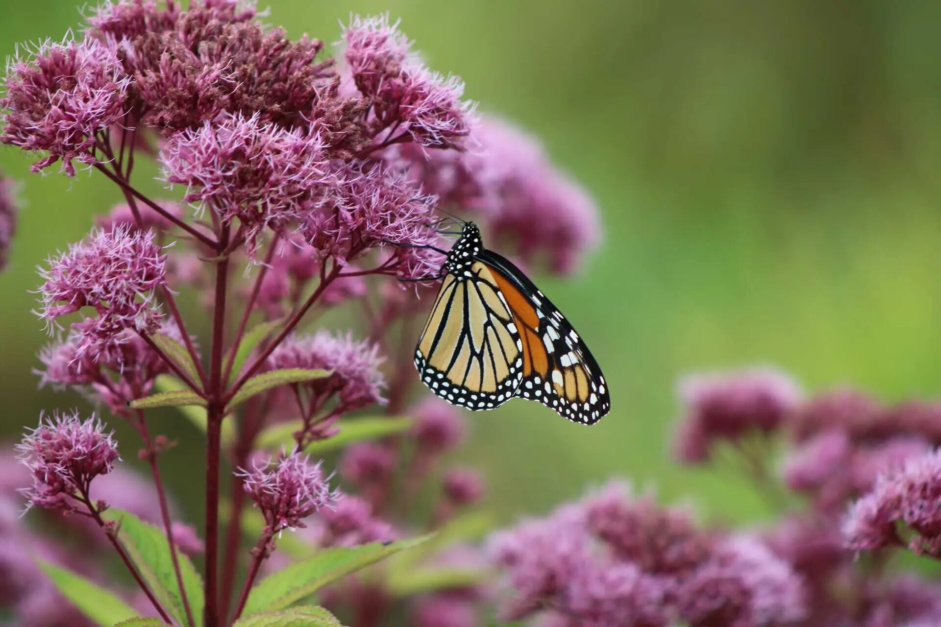 38-facts-about-joe-pye-weed