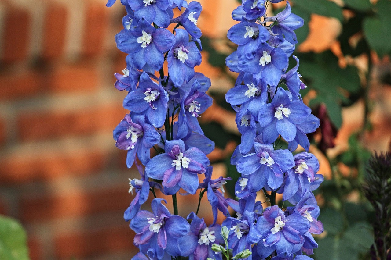 38-facts-about-larkspur