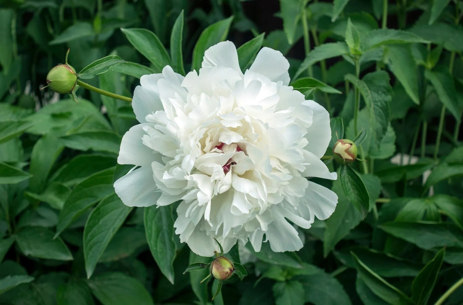 38-facts-about-peony