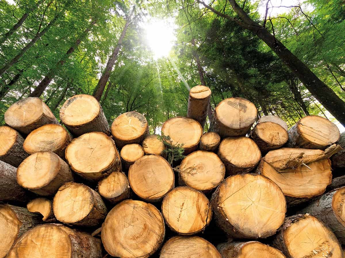 39-facts-about-biomass-energy