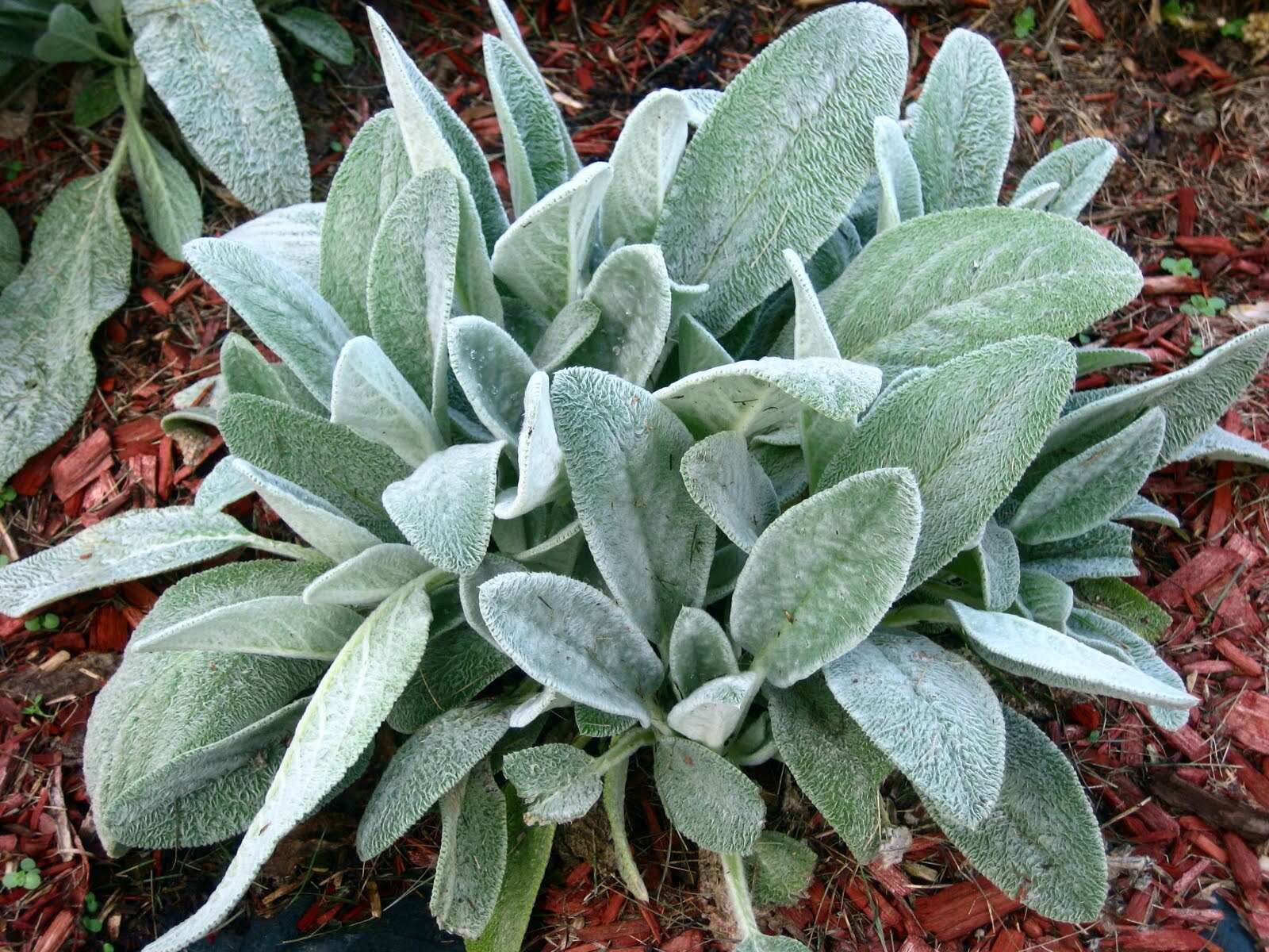 39-facts-about-lambs-ear