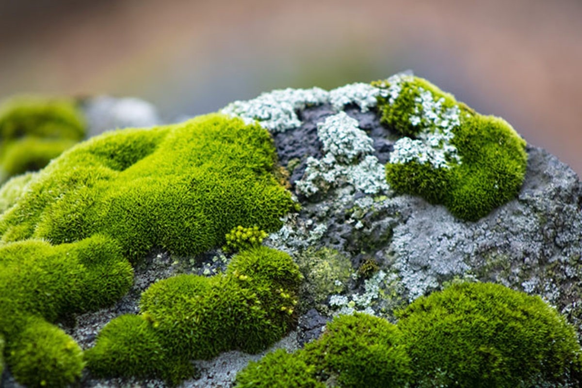 40-facts-about-moss